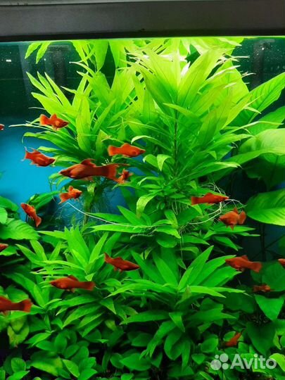 Лимонник. Аквариумные растения