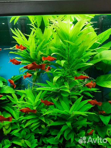 Лимонник. Аквариумные растения