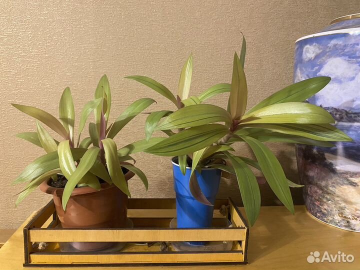 Разные Комнатные цветы