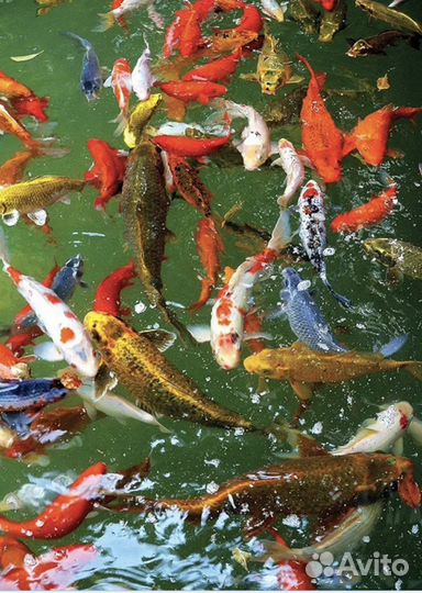 Живая рыба для пруда