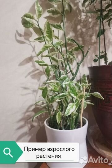 Педилантус вариегатный