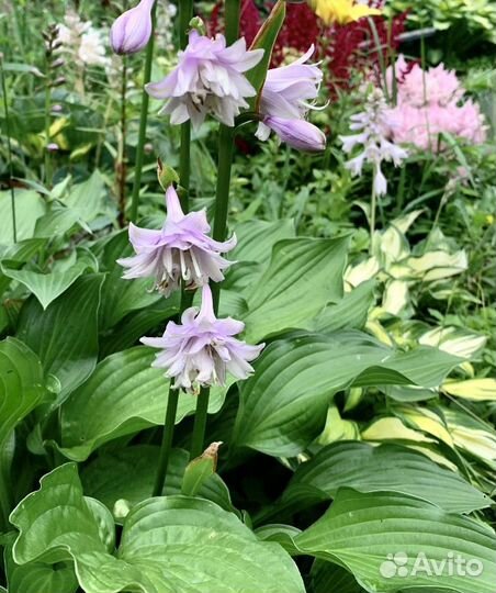 Хоста для сада #4