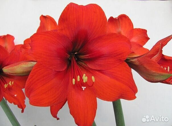 Гиппеаструм