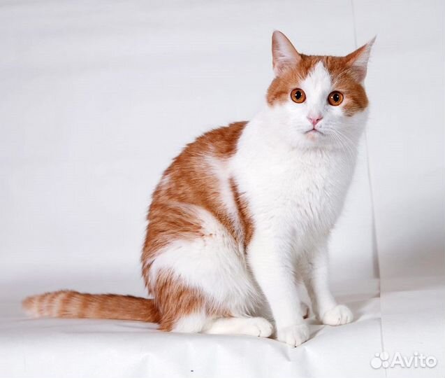 Кот Тим в добрые руки