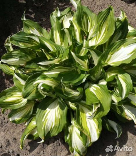 Хоста кудрявая,многодетник