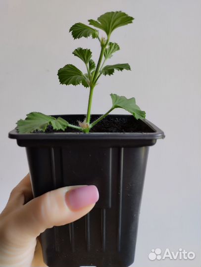 Пеларгония королевская 