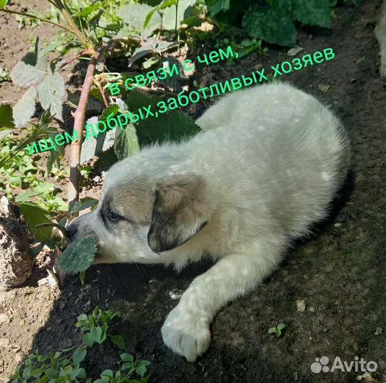 Собаки щенки бесплатно