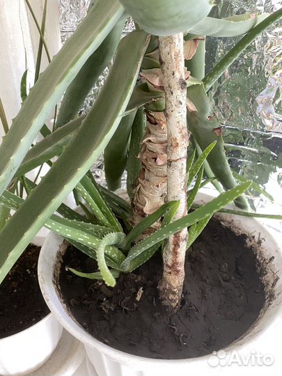 Продаю алоэ