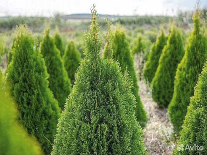 Туя Смарагд