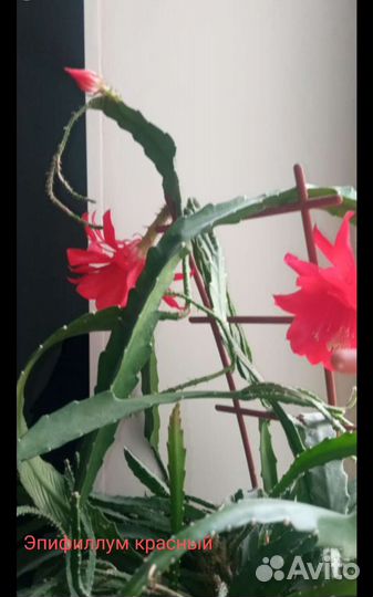 Эпифиллум красный