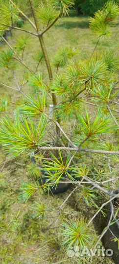 Сосна Веймутова