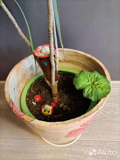 Большой керамический горшок для цветов+драцена