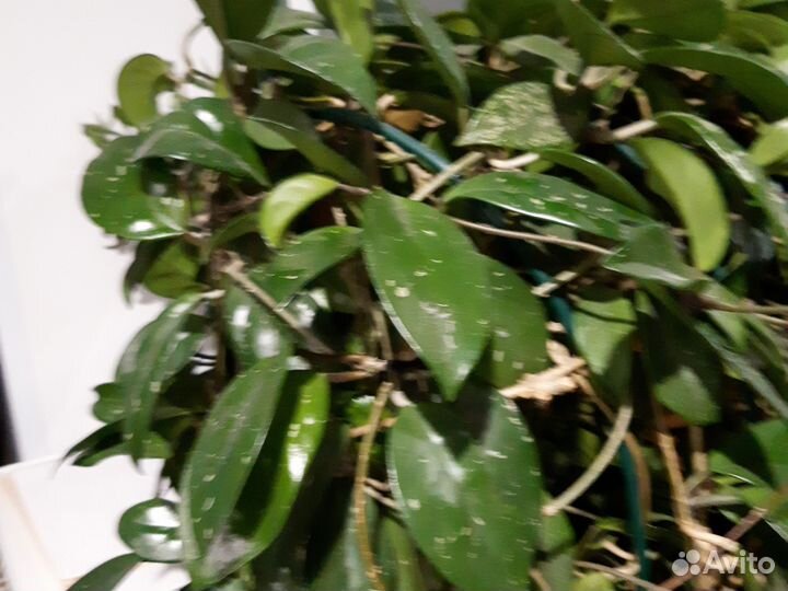 Комнатные цветы