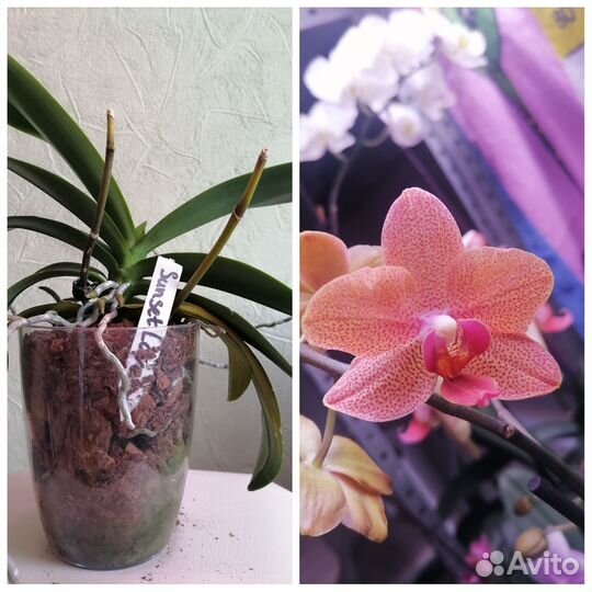 Орхидея фаленопсис