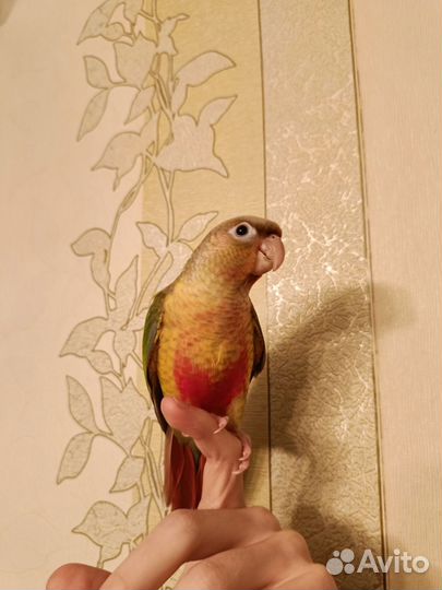 Попугай Пиррура