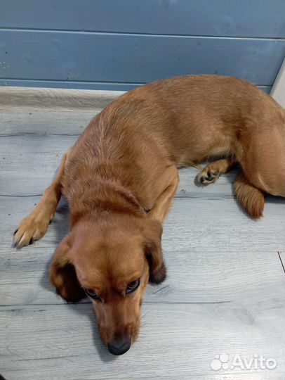 Собака в добрые руки