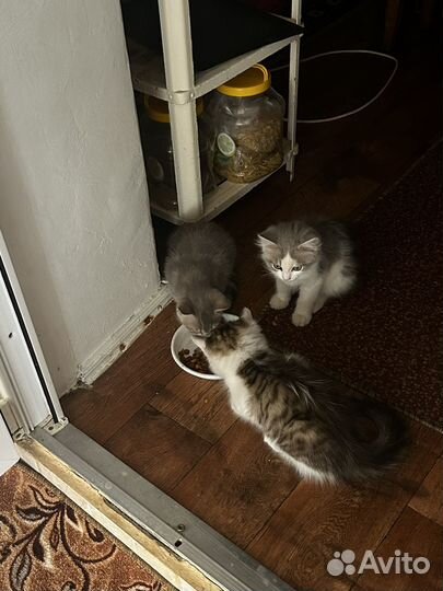 Котята в добрые руки даром