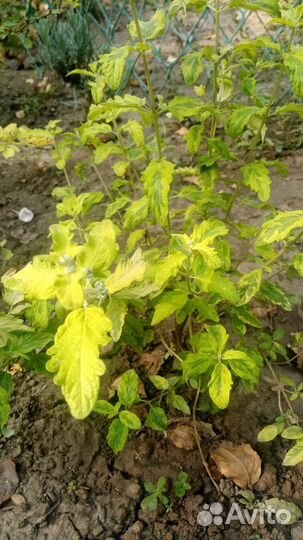 Растния для сада