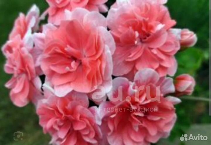 Пеларгония.Та Марокканская принцесса