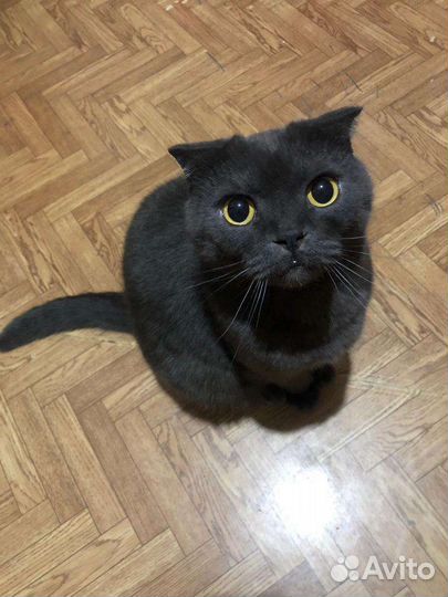 Шотландский кот