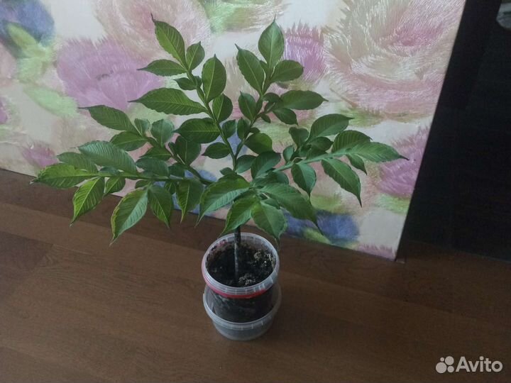 Пальма Аморфофаллус коньяк