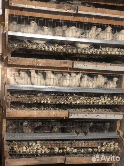 Перепелки всех возрастов