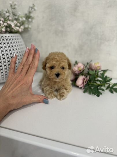 Щенки мальтипу f1 мини Калининград