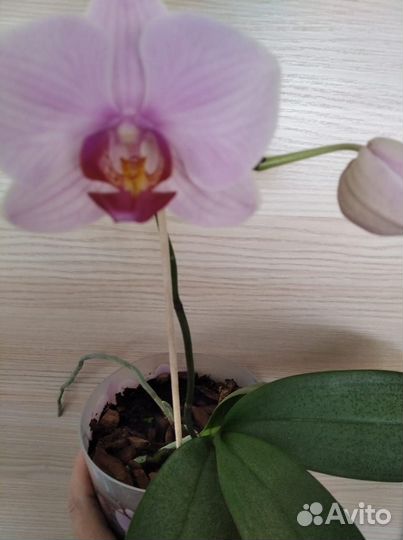 Орхидея