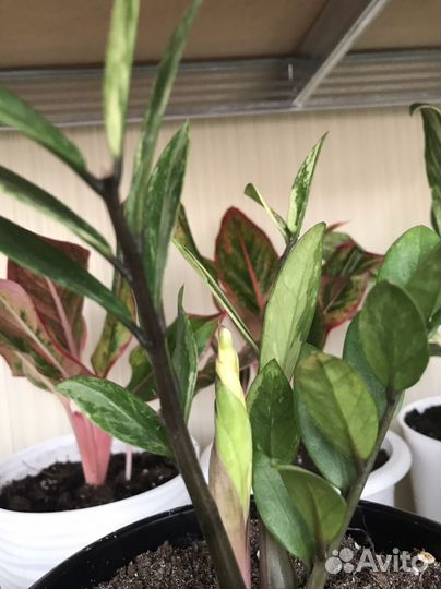 Замиокулькас вариегатный