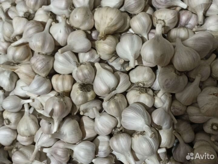 Чеснок
