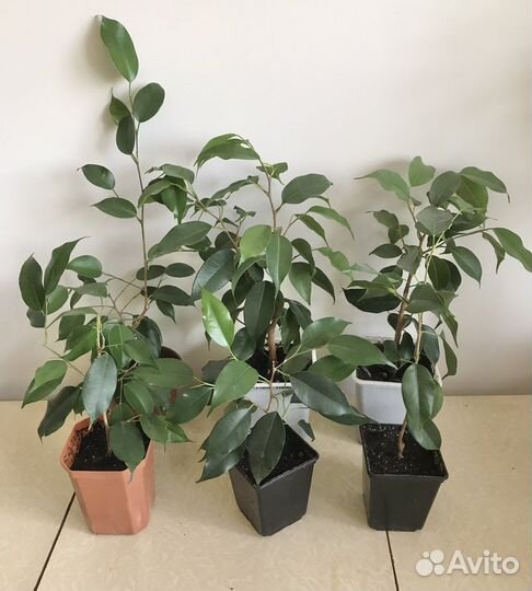 Фикус Бенджамина