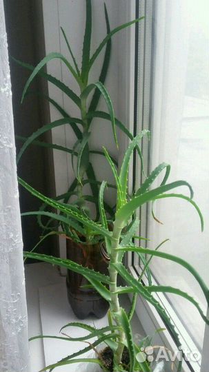 Алоэ (Столетник), хлорофитум, кактус, дека