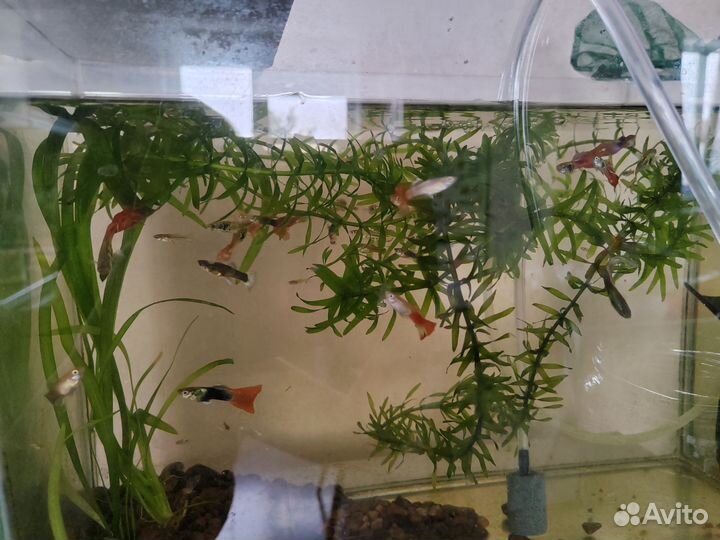 Рыбки - гуппи