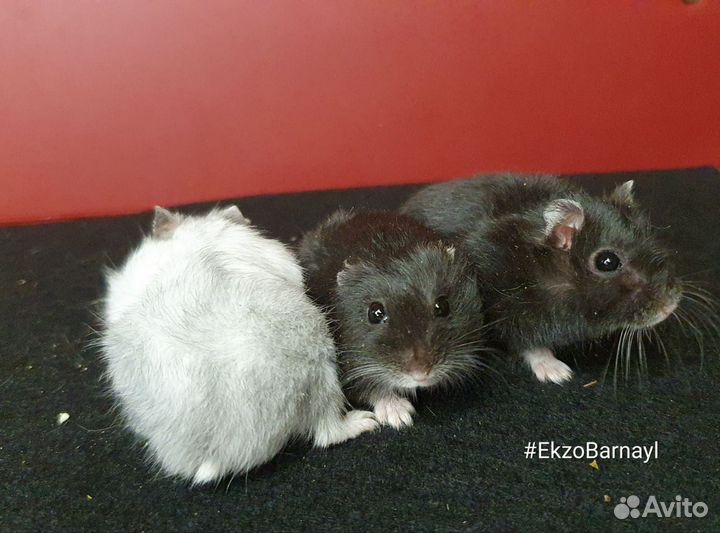 Джунгарский хомяк