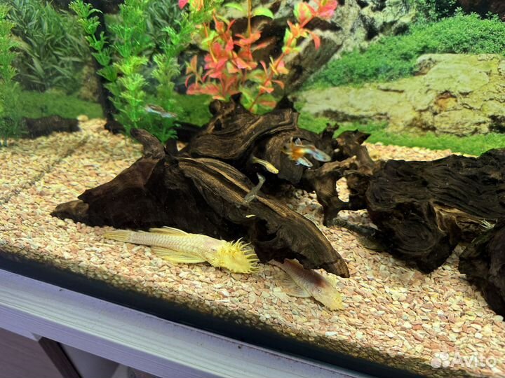 Сом Ансцитрус(самцы)