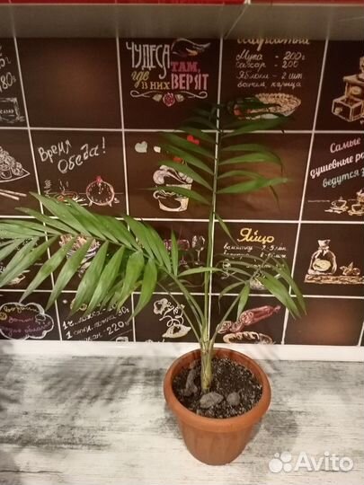 Пальма хамедорея