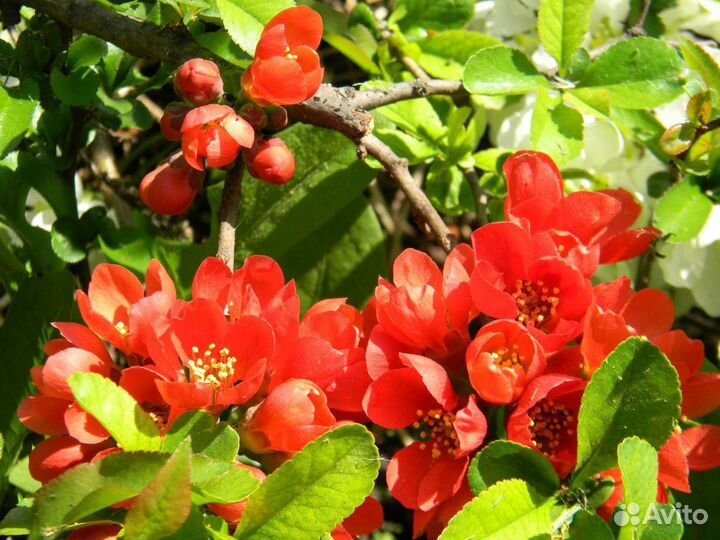 Айва японская саженцы, сорт Калиф