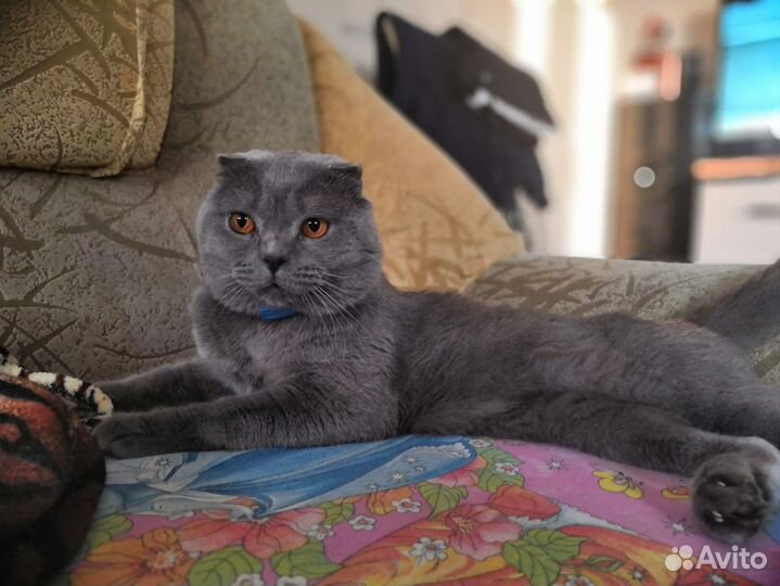 Отдам бесплатно