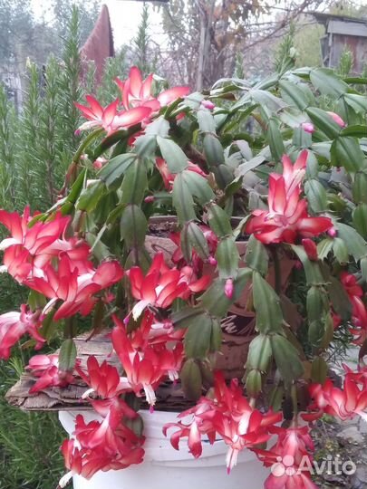 Декабристы