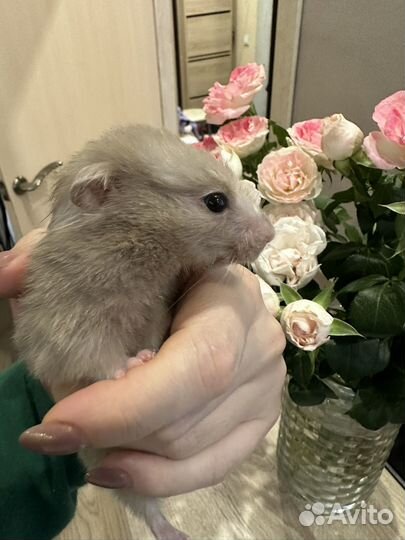 Сирийский хомяк с клеткой