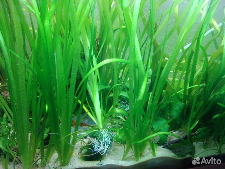 Волиснерия