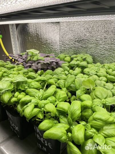 Базилик в горшке (горшочке)