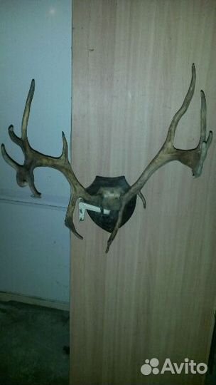 Продам рога оленя