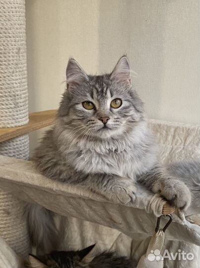 Сибирская кошечка