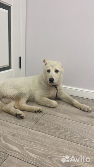 Собака алабай-метис в добрые руки)