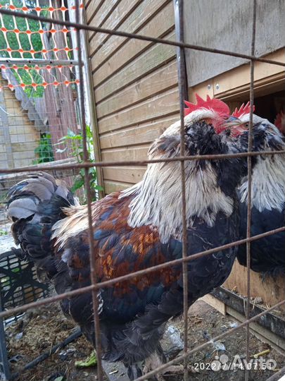 Инкубационное яйцо