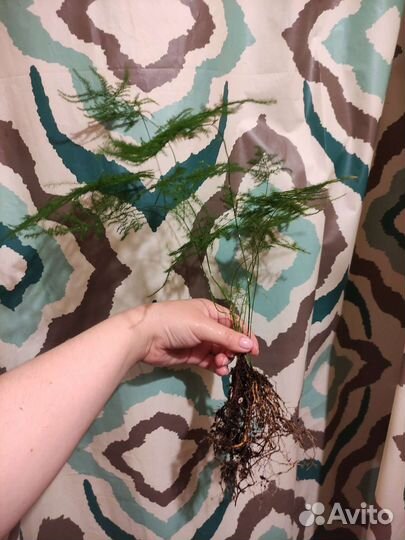 Аспарагус пушистик