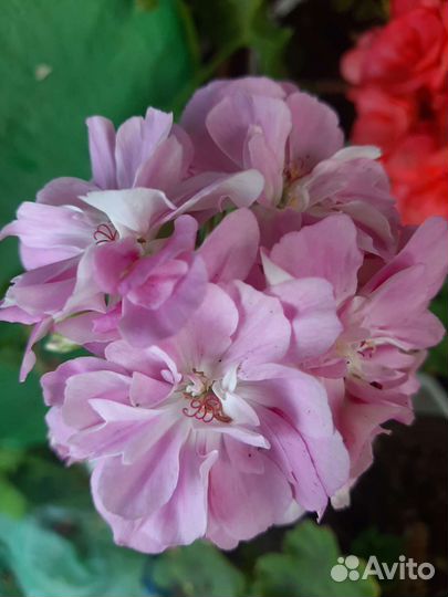 Сортовые пеларгонии