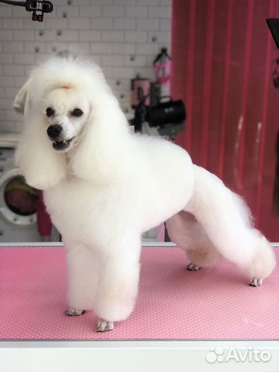 Грумер. Груминг студия. Стрижка собак и кошек