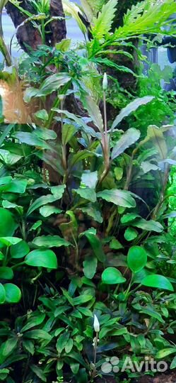 Аквариумные рыбки и растения